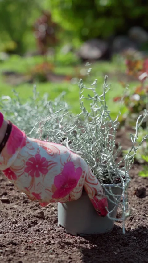 Vertical video Spring work in the backyard. Gardener plants calochepalus flowers Stock Footage 317933708
