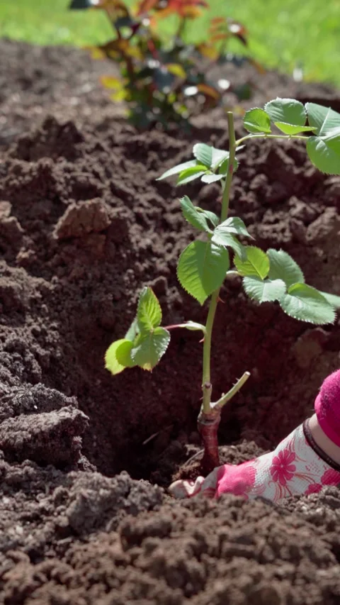 Vertical video. Spring work in the backyard. Gardener plants a rose in a bed. Stock Footage 317933929