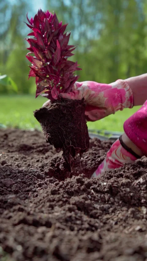 Vertical video. Spring work in the backyard garden. Gardener plants flowers. Stock Footage 317934093