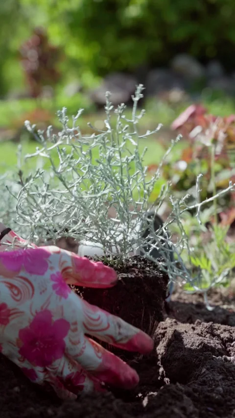 Vertical video. Spring work in the garden. Gardener plants calochepalus flowers. Stock Footage 317934167
