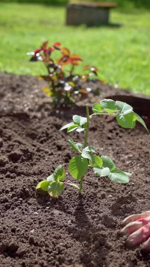 Vertical video. Spring work in the. Gardener plants a rose in a bed Video stock 317933814