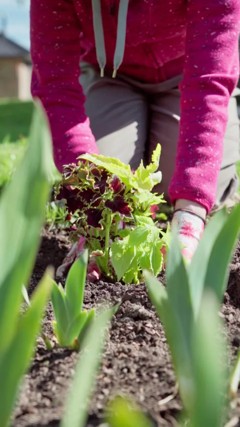 Vertical video. Spring work in. Gardener plants flowers in a flower bed. Stock Footage 326061714