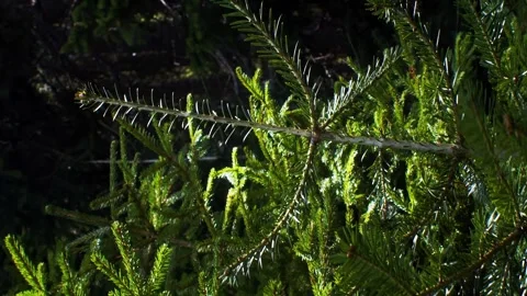 Vertical video spruce branches in a deep forest Concept of nature Stock Footage 246958086