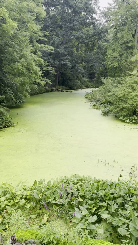 Vertical video of stagnant green slime covering surface of river Stock Footage 329892017