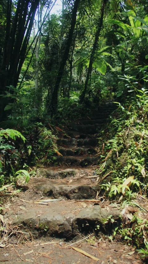 Vertical video Stairs in the rainforest during the day Stock Footage 246964206