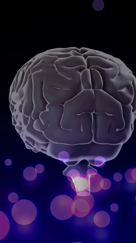 Vertical video: On start, 3D brain rotating clockwise, revealing brainstem and Video stock 328331878