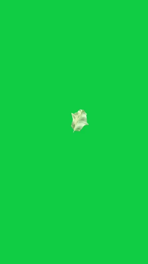Vertical video: On start green leaf drifting down, rotating to show gentle fall Video stock 348246643