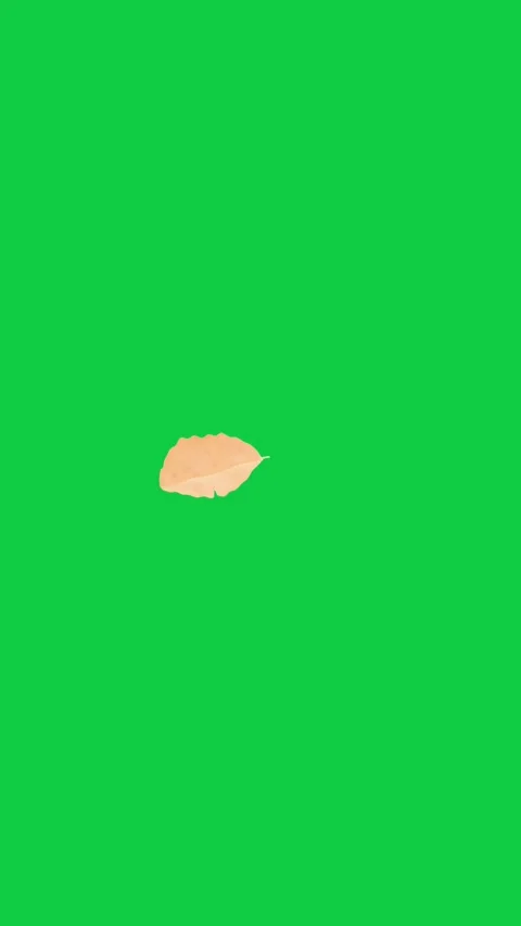 Vertical video: On start tan leaf drifting left rotating swaying to show fall on Video stock 348246641