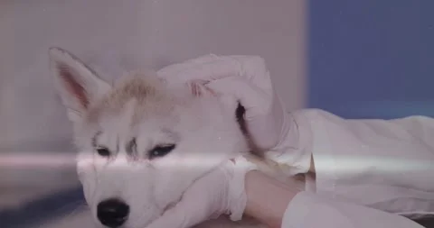 Vertical video: Starting ear check vet gloved in lab coat cradling, checking Stock Footage 330652948
