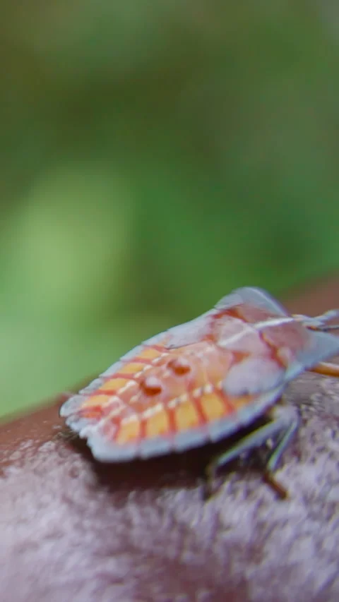 Vertical video. Stink Bug Crawling on Brown Railing Showing Bright Orange and Stock Footage 313630773