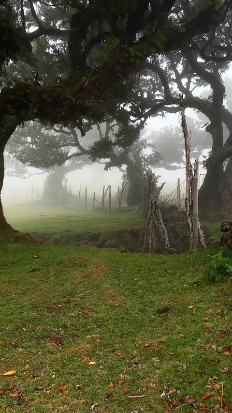 Vertical Video. Stories Format: Misty magical forest in Fanal, Madeira Stock Footage 248995861