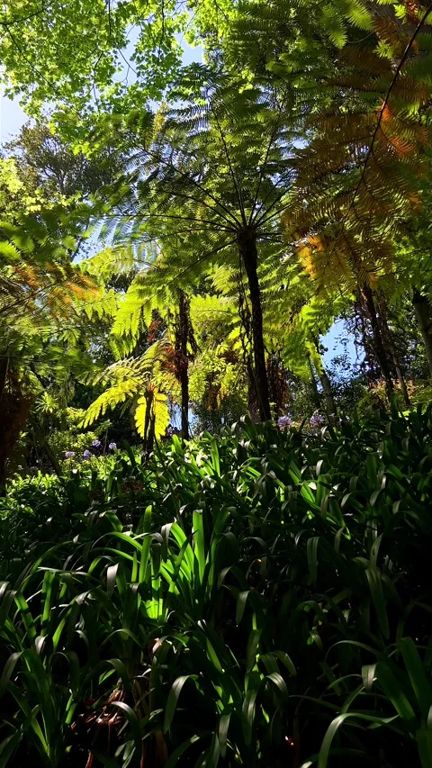 Vertical Video. Stories Format:Tropical forest in botanical garden in Funchal. Stock Footage 248995400