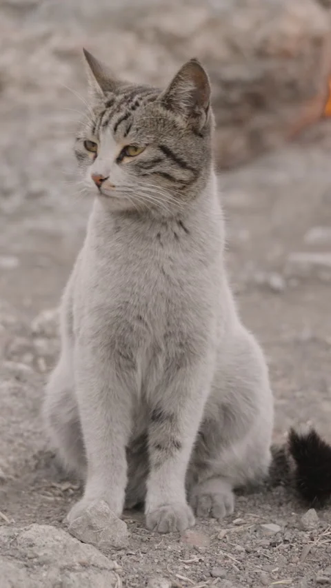 Vertical video. Stray Cat Sitting Among the Eternal Flames at the Chimaera in Stock Footage 304192083