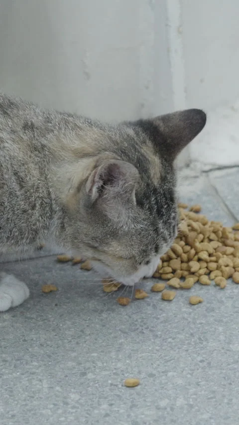 Vertical video - Stray Cats Stock Footage 309589186