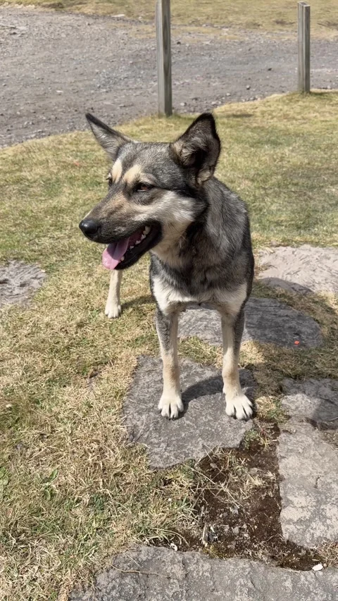 Vertical Video of Stray Dog Standing on Grass Looking Around 스톡 동영상 331086241