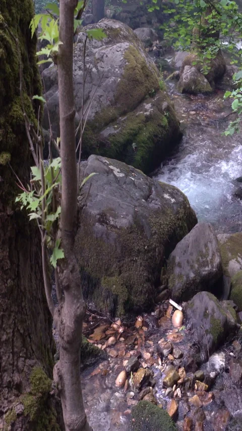 Vertical video, Stream in the mountains Видео 313145369