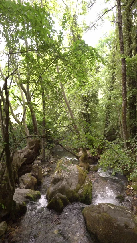 Vertical video, Stream in the mountains 動画素材 313146467