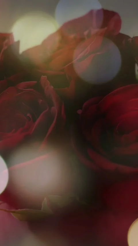 Vertical video: String lights starting bokeh drifting over deep red rose Stock Footage 335741047