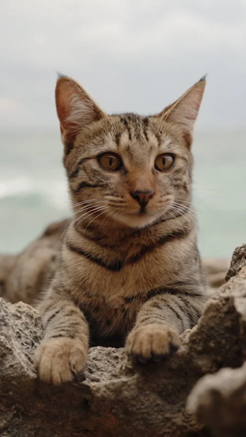 Vertical video. Striped Brown Cat Lies on the Rocks by the Sea, Blending Perfect Vidéo 256202365