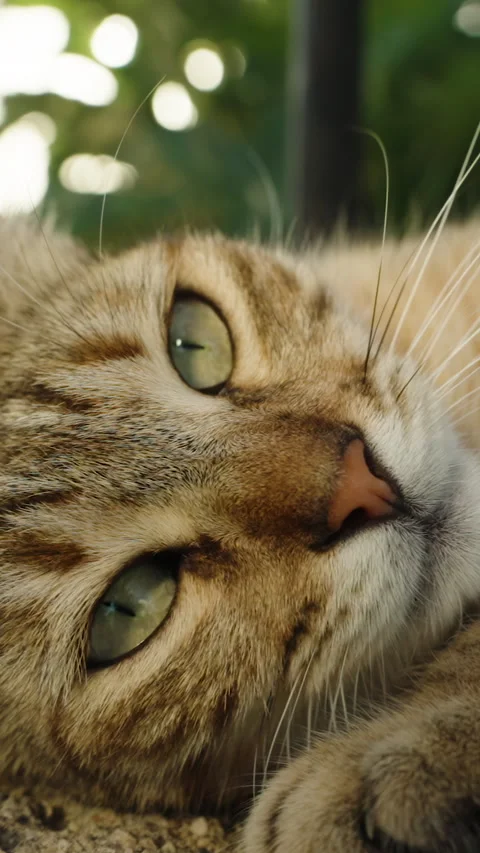 Vertical video. Striped Cat Enjoys the Sun and Squints Eyes While Lying on a Stock-Footage 277967472