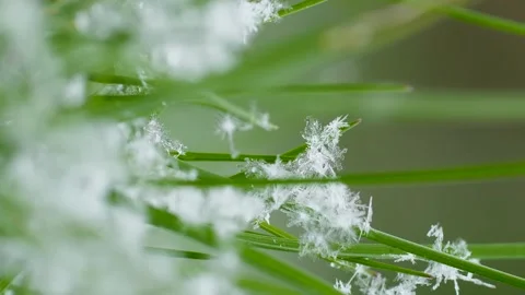 Vertical video. The structure of a snowflake can be seen on the stem of grass. Video stock 215094797