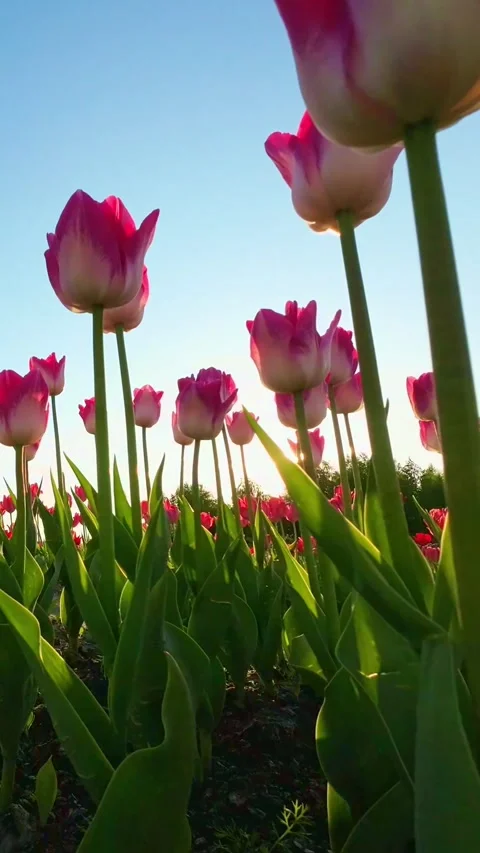 Vertical Video of a Stunning Contrast Between the Sun and the Tulips Stock-Footage 254713320
