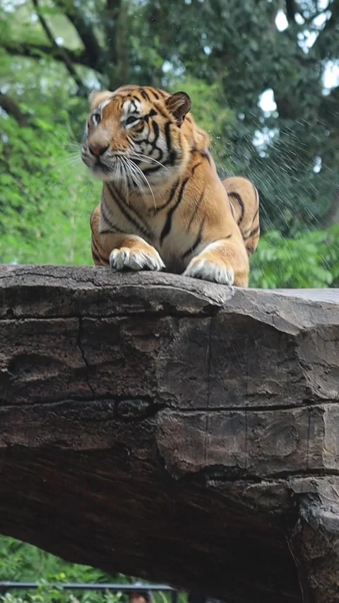 Vertical Video Of Sumatran Tiger Lying On A Rock In A Zoo And Shake The Stock Footage 289923989