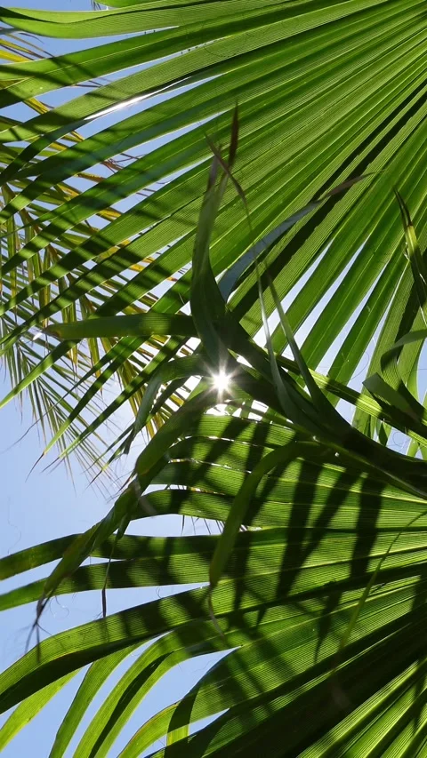 Vertical video of sun and blue sky seen through palm leaves Stock-Footage 342494659