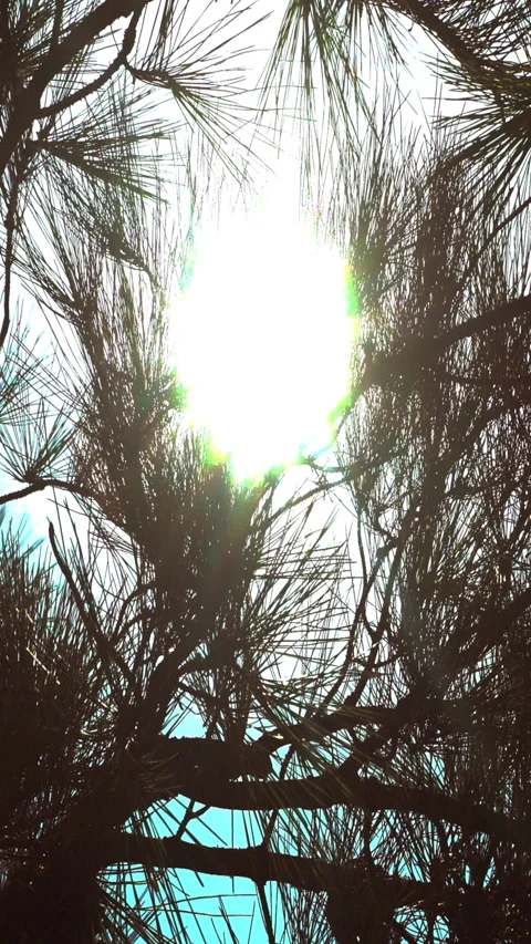 Vertical video, Sun reflection on pine tree in forest Stock Footage 313236981