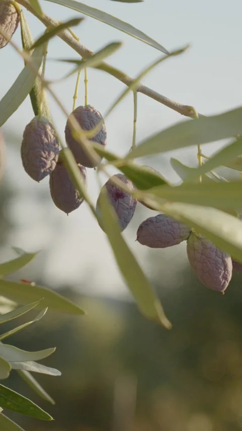 Vertical video Sun shining through olive branch with ripe olives Stock Footage 303698623