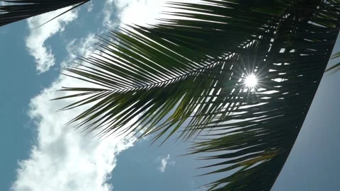 Vertical video of sunbeams through palm leaves - slow motion Stock Footage 172163972