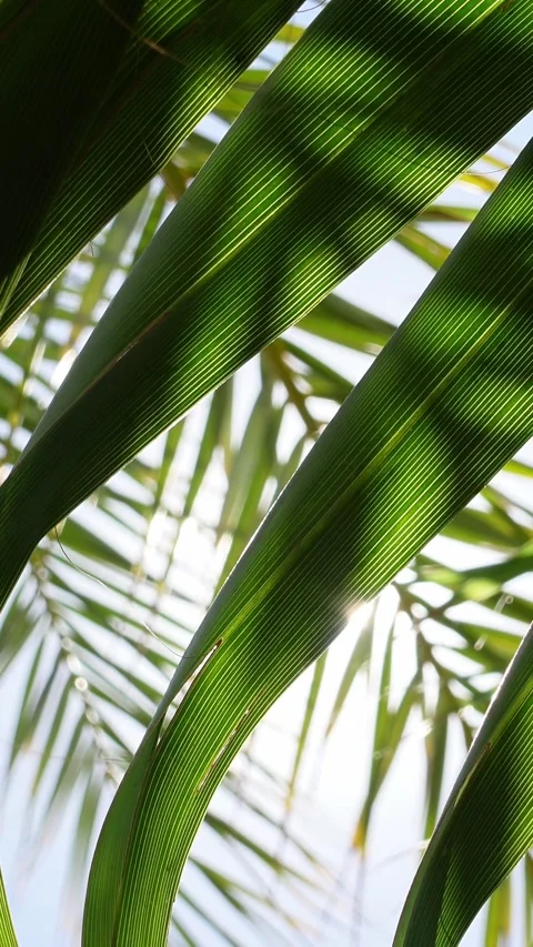 Vertical video of sunbeams through palm leaves Stock Footage 285231913