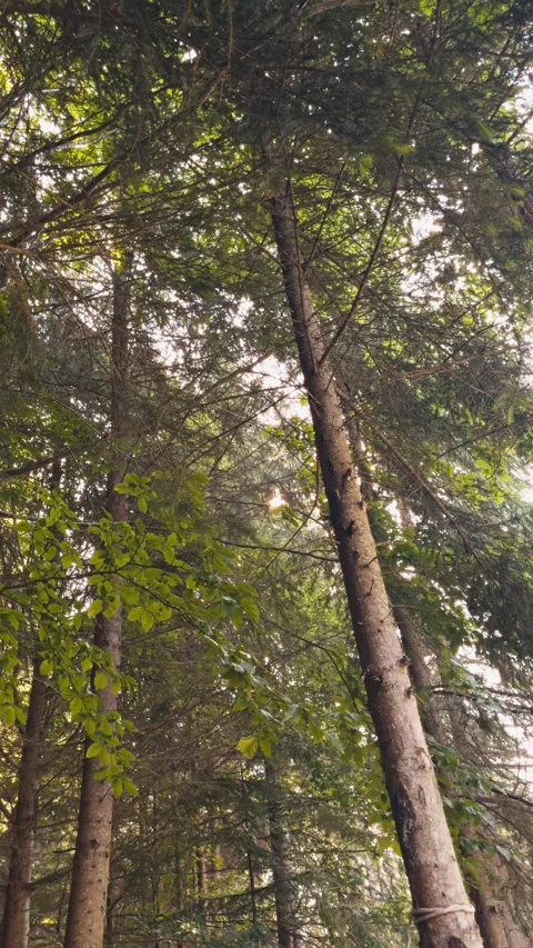 Vertical video of sunflare shining through the branches of a pine forest tree Stock Footage 280203219