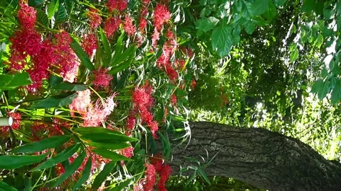 Vertical video of sunlight and shadow on blooming Red Spider Lily flowers Stock Footage 318389079