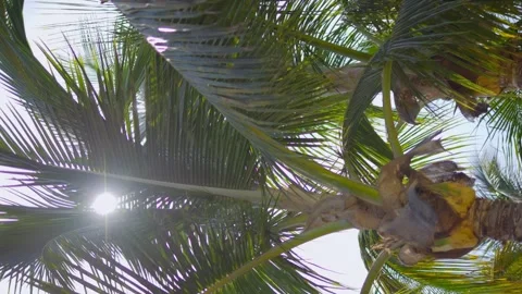 Vertical video of sunlight filtering through the green fronds of a palm tre.. Stock Footage 285638338