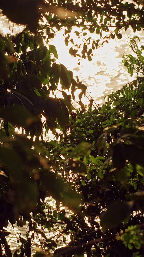 Vertical video. Sunlight Shining Through Swaying Tropical Tree Branches Above Ca Stock Footage 339017748