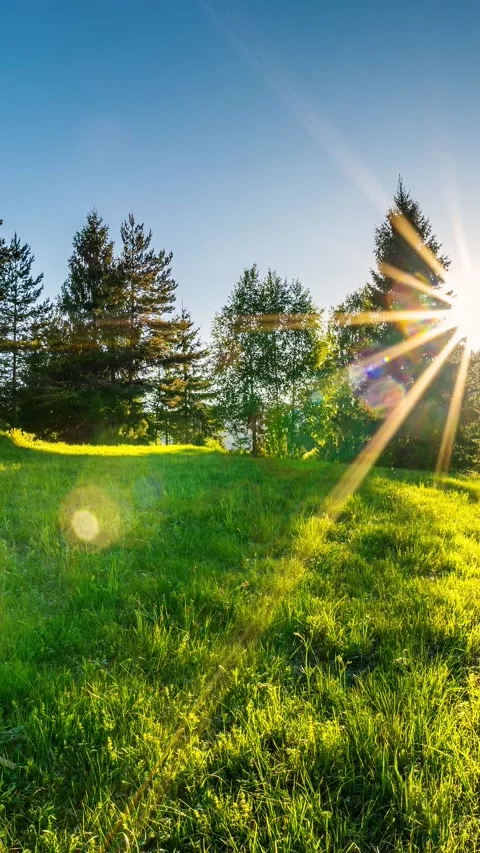 Vertical video of sunset over green forest nature in spring Time lapse Stock Footage 293085387