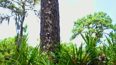 Vertical video of a super tall pine tree! Stock Footage 155210803