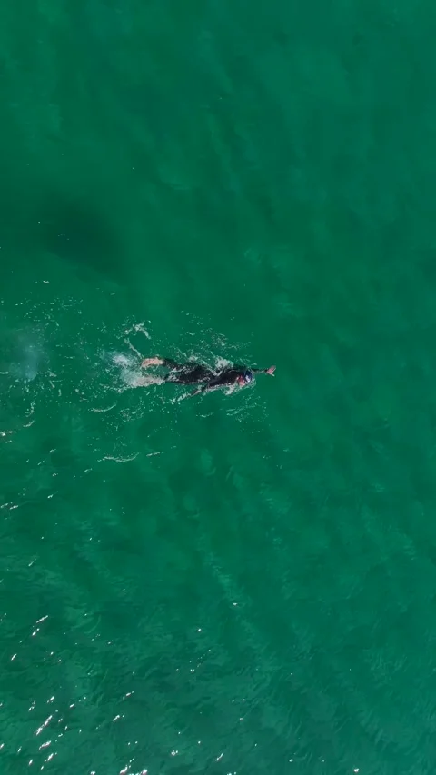 Vertical Video: Swimmer Training in the Open Sea Wearing a Wetsuit in Crystal Stock-Footage 300332070