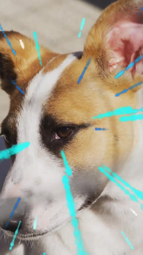 Vertical video: Tan dog blinking, cyan streaks appearing, shifting frame, Stock Footage 331738805