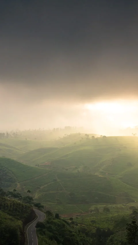 Vertical video - Tea Plantation Timelapse Stock Footage 280062330