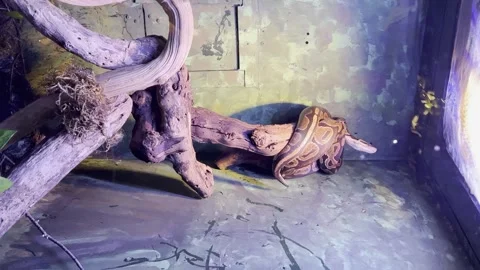 Vertical video terrarium with a big python snake on a tree branch Stock Footage 249391728