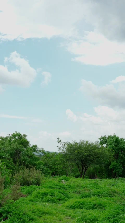 Vertical video, Terrestrial ecosystem of a scrubland in Mexico Stock Footage 280633059