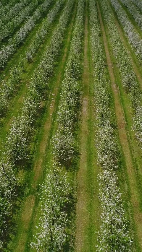Vertical video. There are rows of blooming apple trees in the field. Flower Stock Footage 270949646