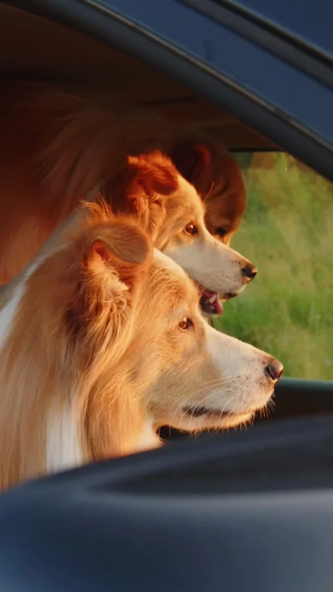 Vertical Video: three Border Collie dogs sitting in a car and looking through Stock Footage 303509865