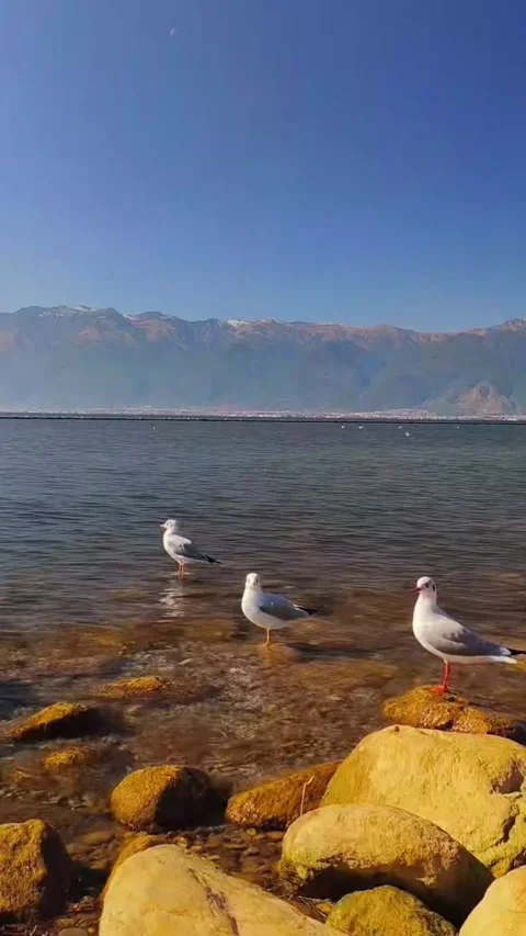 Vertical video of three seagulls standing on rocks in sunny lake with mounta Stock Footage 327688317