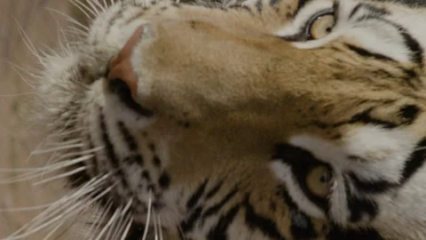 Vertical video tiger close up Stock Footage 266866529
