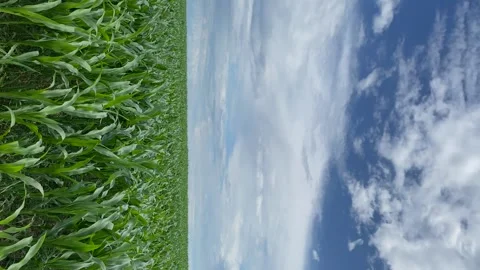 Vertical video time lapse over a field of corn in the blue sky clouds fly by Stock Footage 244867785