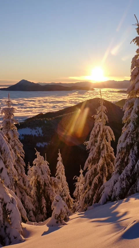 Vertical video, time lapse view through snowy pine trees over cloud inversion Stock Footage 323216836