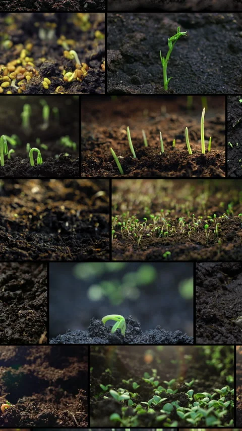 Vertical video timelapse collage showing seeds sprouting into fresh green plants 스톡 동영상 309298389